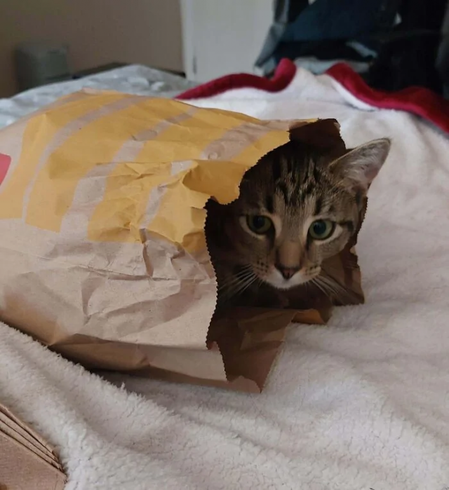 &quot;Мне так удобно&quot;: котики и из способность спать где угодно