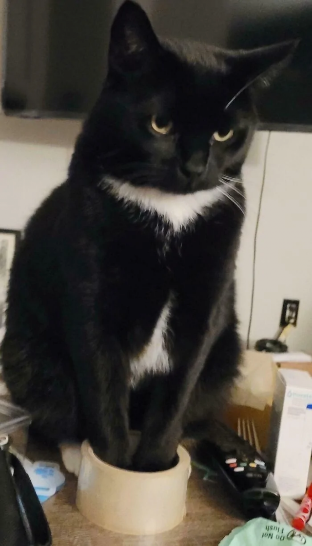 &quot;Мне так удобно&quot;: котики и из способность спать где угодно