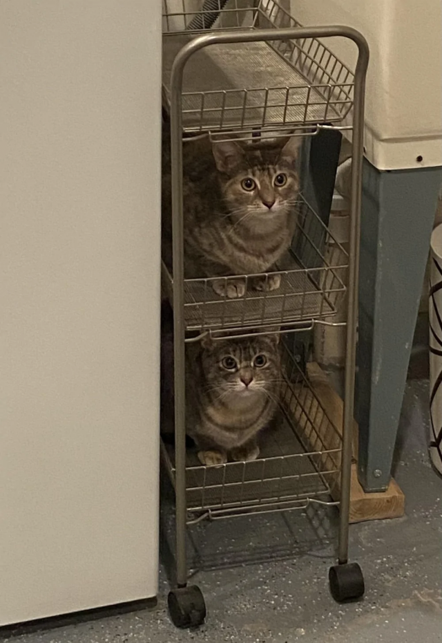 &quot;Мне так удобно&quot;: котики и из способность спать где угодно