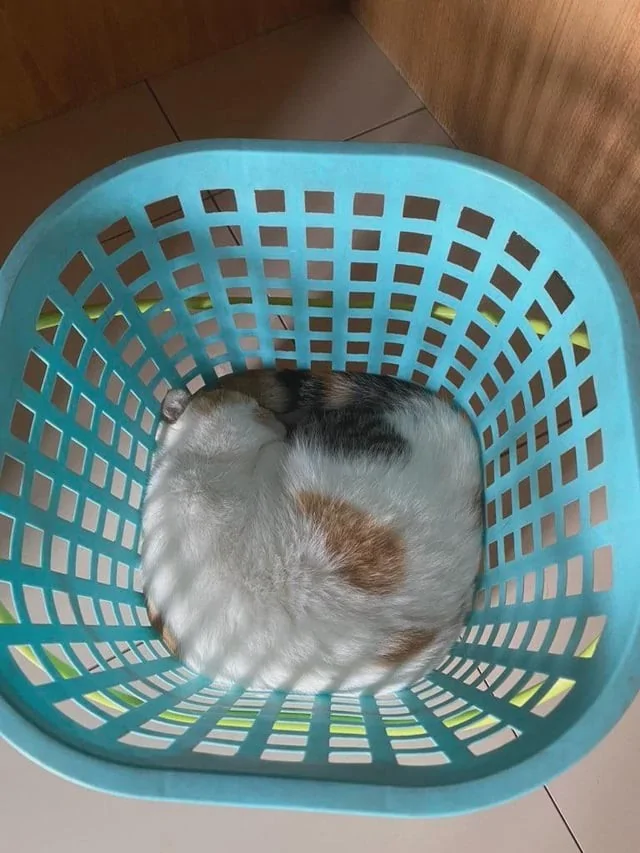 &quot;Мне так удобно&quot;: котики и из способность спать где угодно