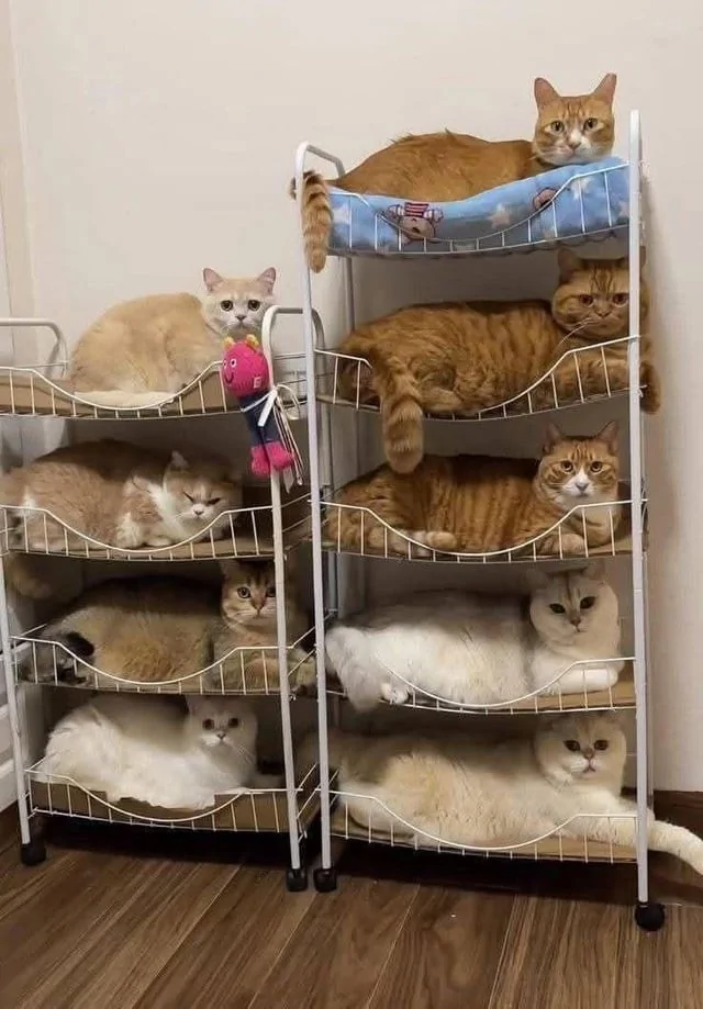 &quot;Мне так удобно&quot;: котики и из способность спать где угодно