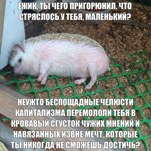 Смешные картинки - 30.10.2025