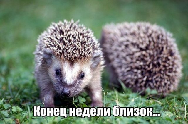 Трынделка - 30.10.2025