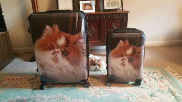 Подборка картинок. Вечерний выпуск - 31.10.2025