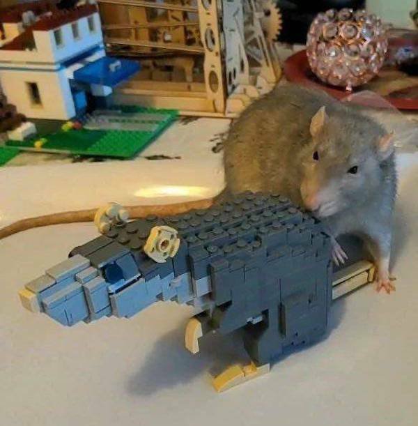 Подборка картинок. Вечерний выпуск - 31.10.2025