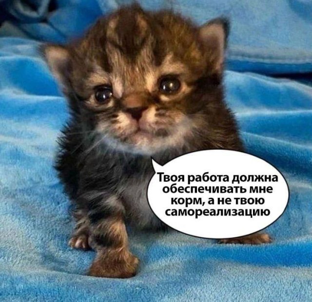 Смешные мемы - 03.11.2025