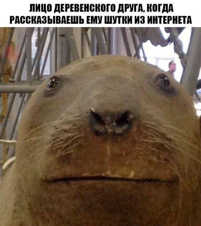 Смешные мемы - 03.11.2025