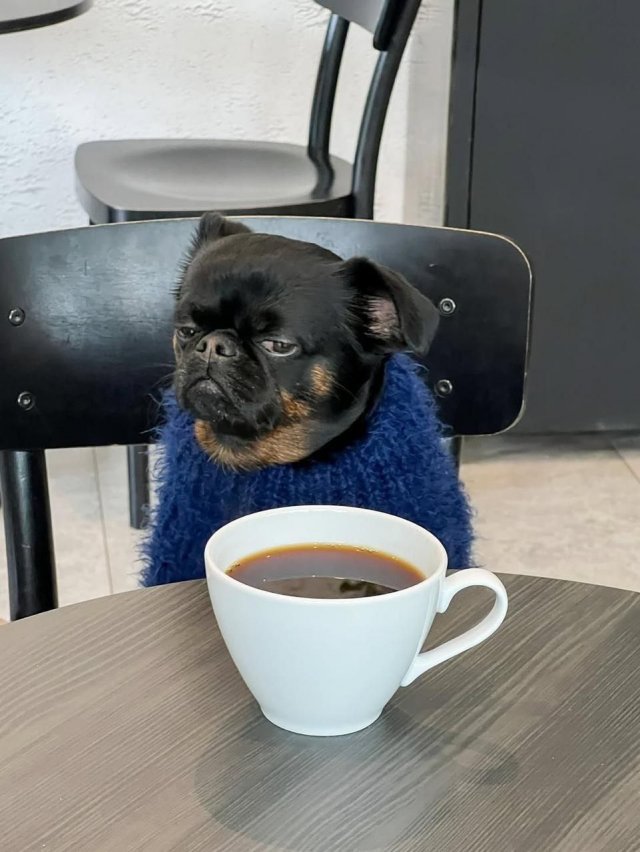 Унылый Чарли — новая звезда интернета