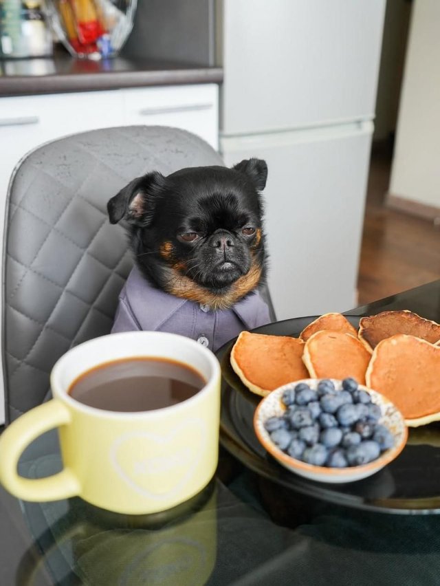 Унылый Чарли — новая звезда интернета