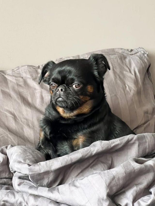 Унылый Чарли — новая звезда интернета