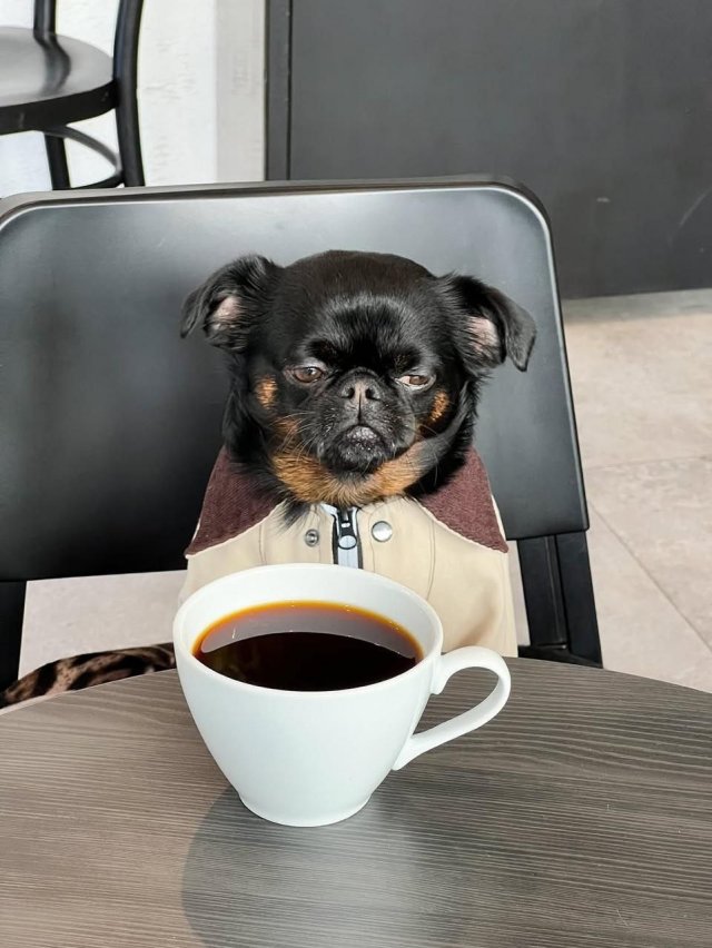 Унылый Чарли — новая звезда интернета