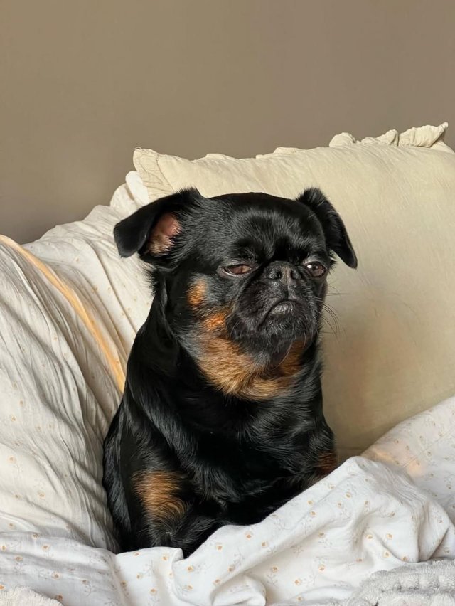 Унылый Чарли — новая звезда интернета