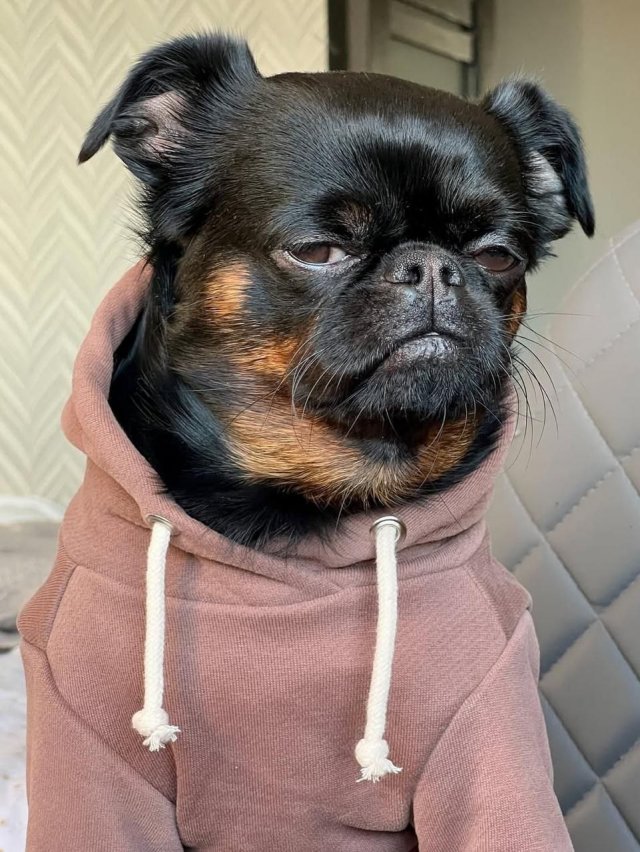 Унылый Чарли — новая звезда интернета