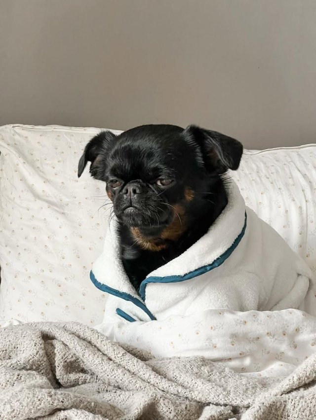 Унылый Чарли — новая звезда интернета