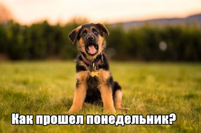 Трынделка - 03.11.2025