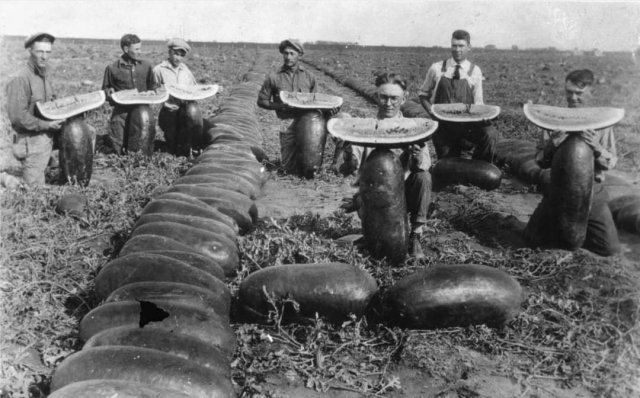 Арбузы. Отеро, Колорадо, 1910-е годы.