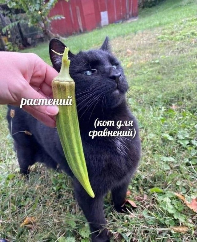 Смешные мемы - 04.11.2025