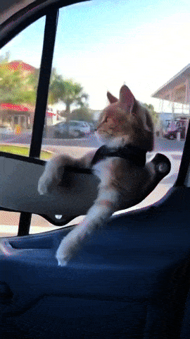 Подборка гифок -  05.11.2025