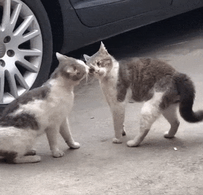 Подборка гифок -  05.11.2025