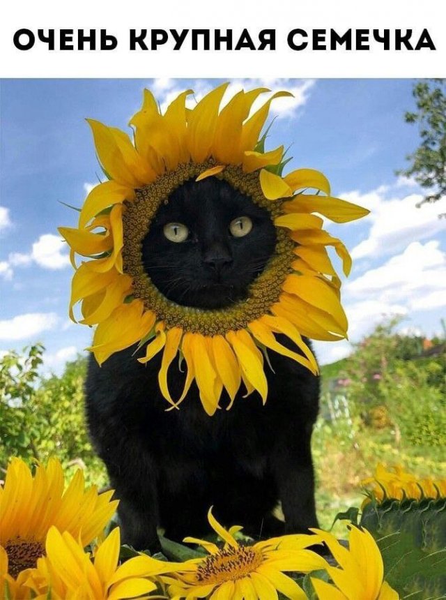 Лучшие шутки и мемы из Сети - 05.11.2025