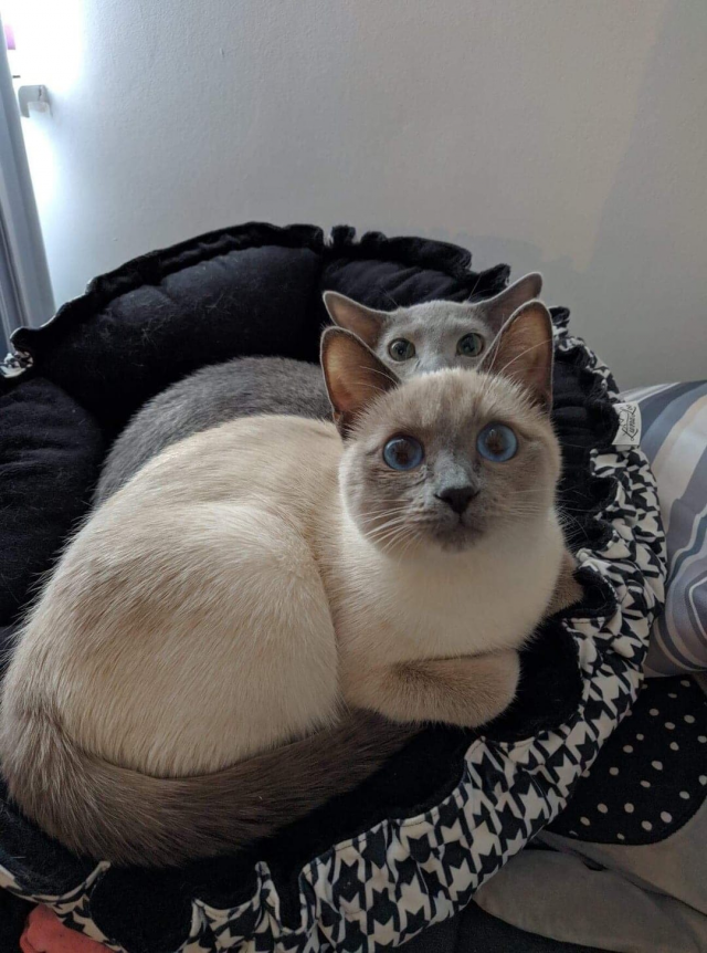 Один кот хорошо, а два — еще лучше Один кот хорошо, а два — еще лучше