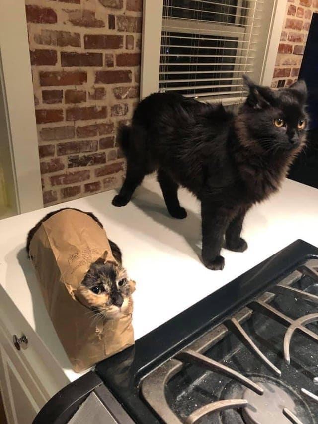 Один кот хорошо, а два — еще лучше Один кот хорошо, а два — еще лучше