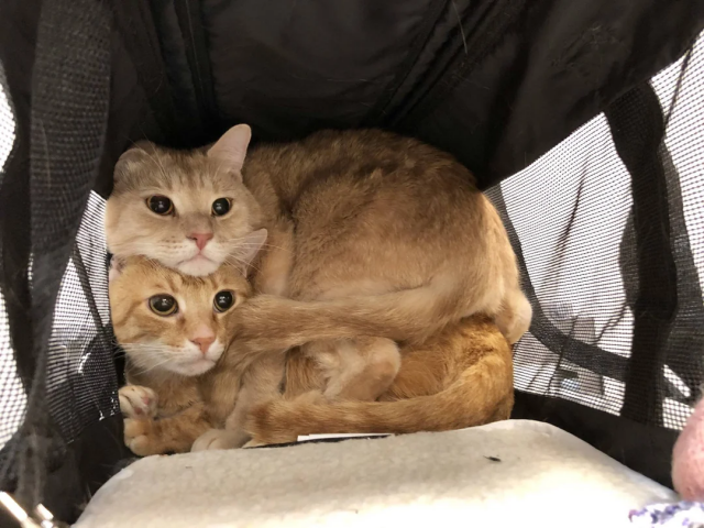 Один кот хорошо, а два — еще лучше Один кот хорошо, а два — еще лучше