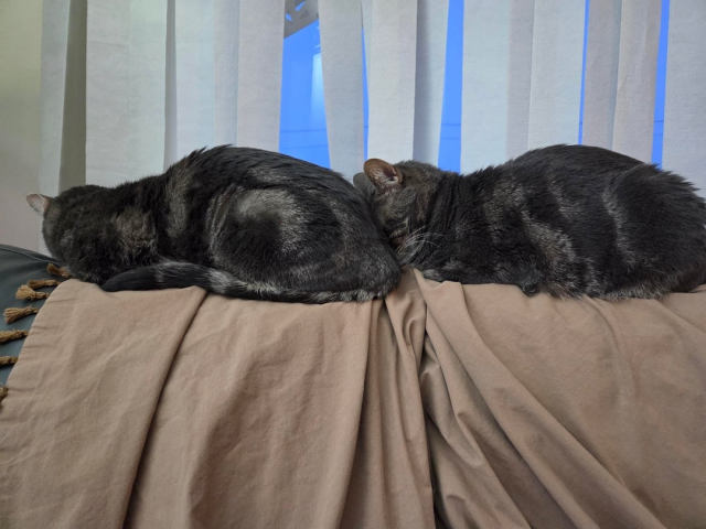 Один кот хорошо, а два — еще лучше Один кот хорошо, а два — еще лучше