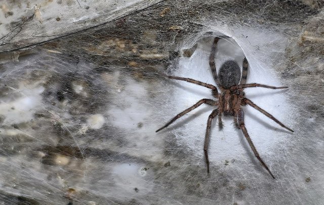 Крупнейшую в мире паутину с населением 111 000 пауков нашли в пещере на границе Албании и Греции
