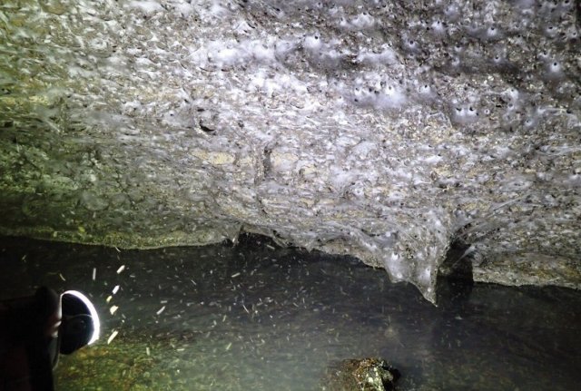 Крупнейшую в мире паутину с населением 111 000 пауков нашли в пещере на границе Албании и Греции