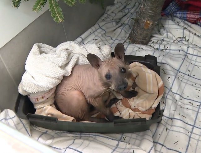 Внимание, лысый енот