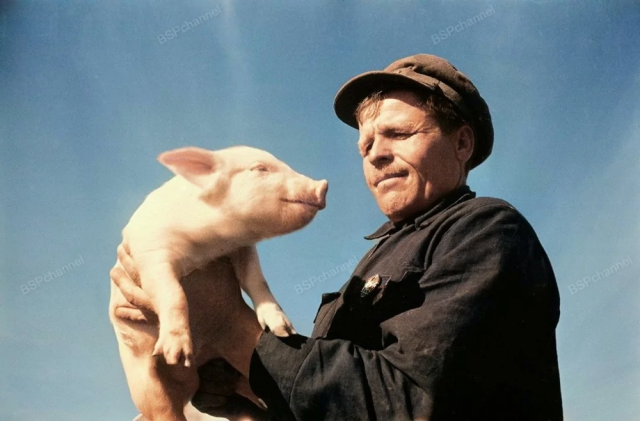 Рабочий и поросенок. СССР, год и место съемки неизвестны. Рабочий и поросенок. СССР, год и место съемки неизвестны.