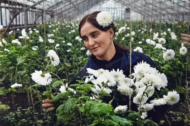 Работница тепличного хозяйства совхоза "Брянский" Л.А. Дворянчикова в теплице. Брянская область, 1972 год. Работница тепличного хозяйства совхоза "Брянский" Л.А. Дворянчикова в теплице. Брянская область, 1972 год.