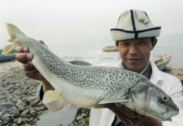 Ихтиолог Института биологии АН Киргизской ССР с форелью на берегу озера Иссык-Куль, 1981 год. Ихтиолог Института биологии АН Киргизской ССР с форелью на берегу озера Иссык-Куль, 1981 год.