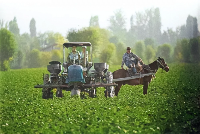 Культивация хлопка на полях колхоза имени Ленина Ахунбабаевского района Ферганской области. Узбекская ССР, 1970 год. Культивация хлопка на полях колхоза имени Ленина Ахунбабаевского района Ферганской области. Узбекская ССР, 1970 год.