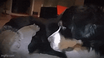 Подборка гифок -  07.11.2025