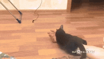 Подборка гифок -  07.11.2025