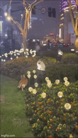 Подборка гифок -  07.11.2025