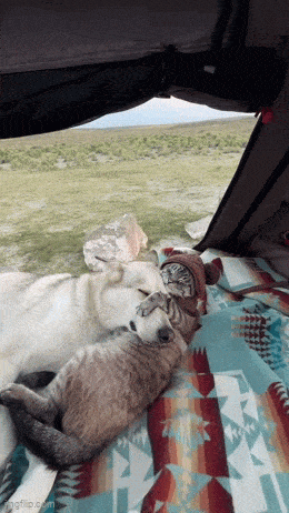 Подборка гифок -  07.11.2025