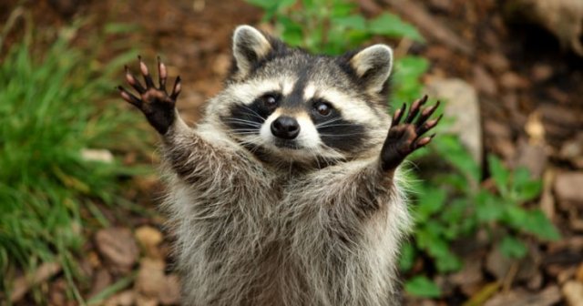 Как выглядит лысый