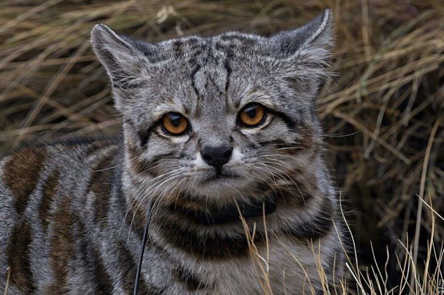Андская кошка — один из самых редких и малоизученных хищников на Земле