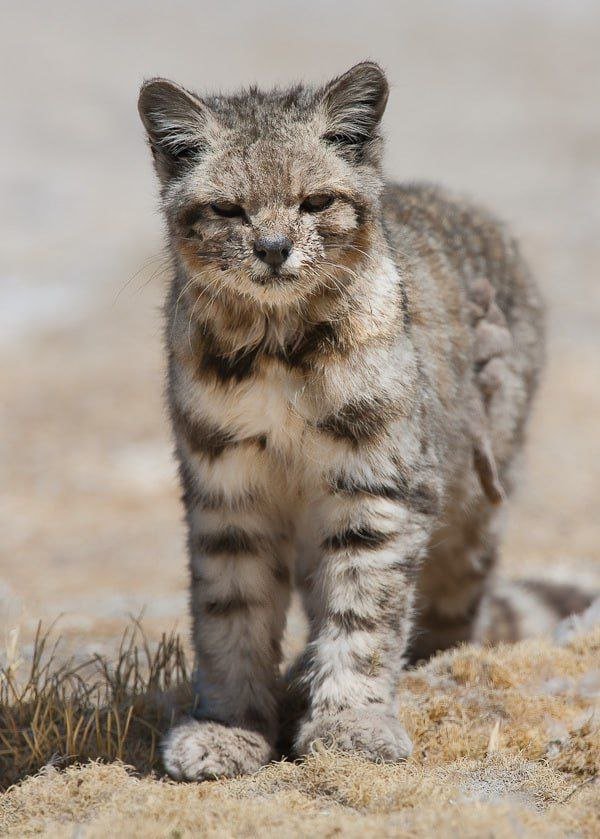 Андская кошка — один из самых редких и малоизученных хищников на Земле