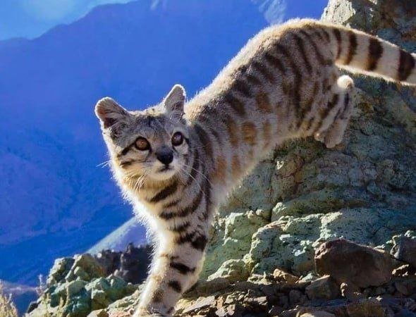 Андская кошка — один из самых редких и малоизученных хищников на Земле