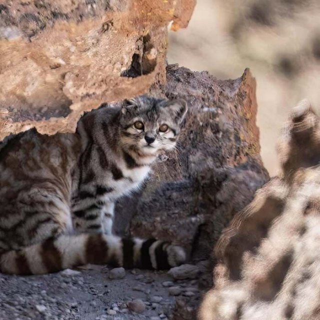 Андская кошка — один из самых редких и малоизученных хищников на Земле