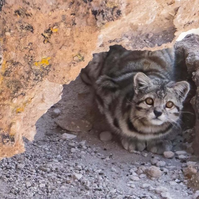 Андская кошка — один из самых редких и малоизученных хищников на Земле