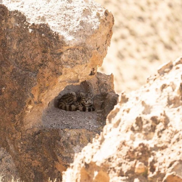 Андская кошка — один из самых редких и малоизученных хищников на Земле