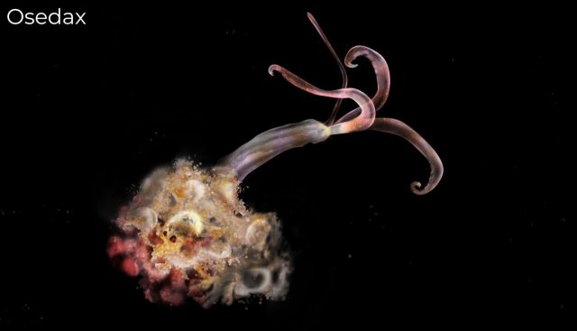 В Антарктиде нашли сразу 30 жутких и ранее неизвестных науке существ