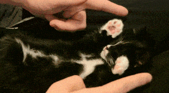 Подборка гифок -  10.11.2025