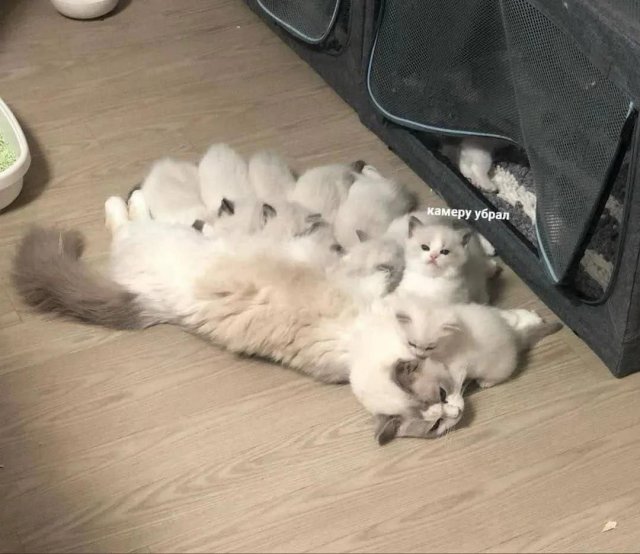 Смешные мемы - 10.11.2025