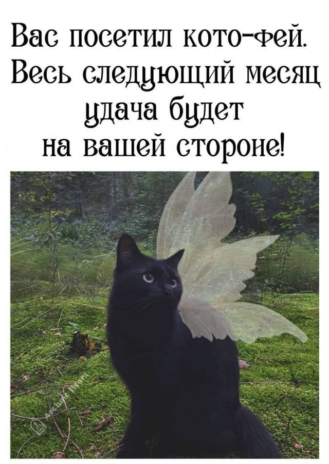 Смешные картинки - 10.11.2025